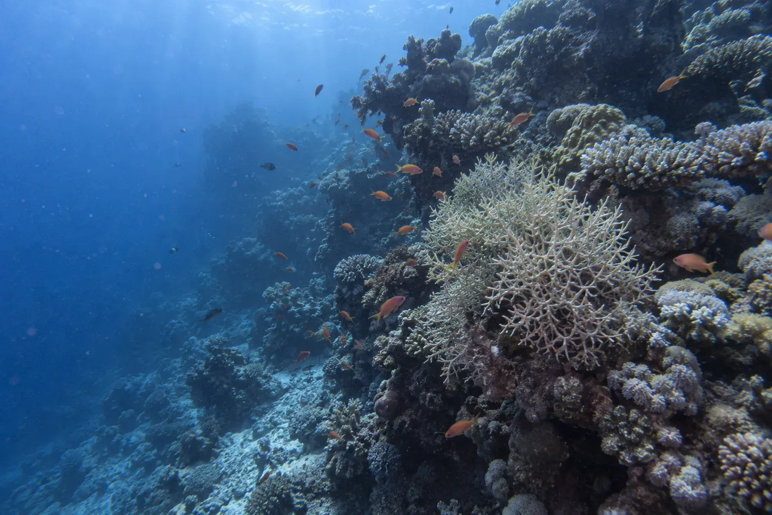 AIDA 3 — Advanced Freediver
