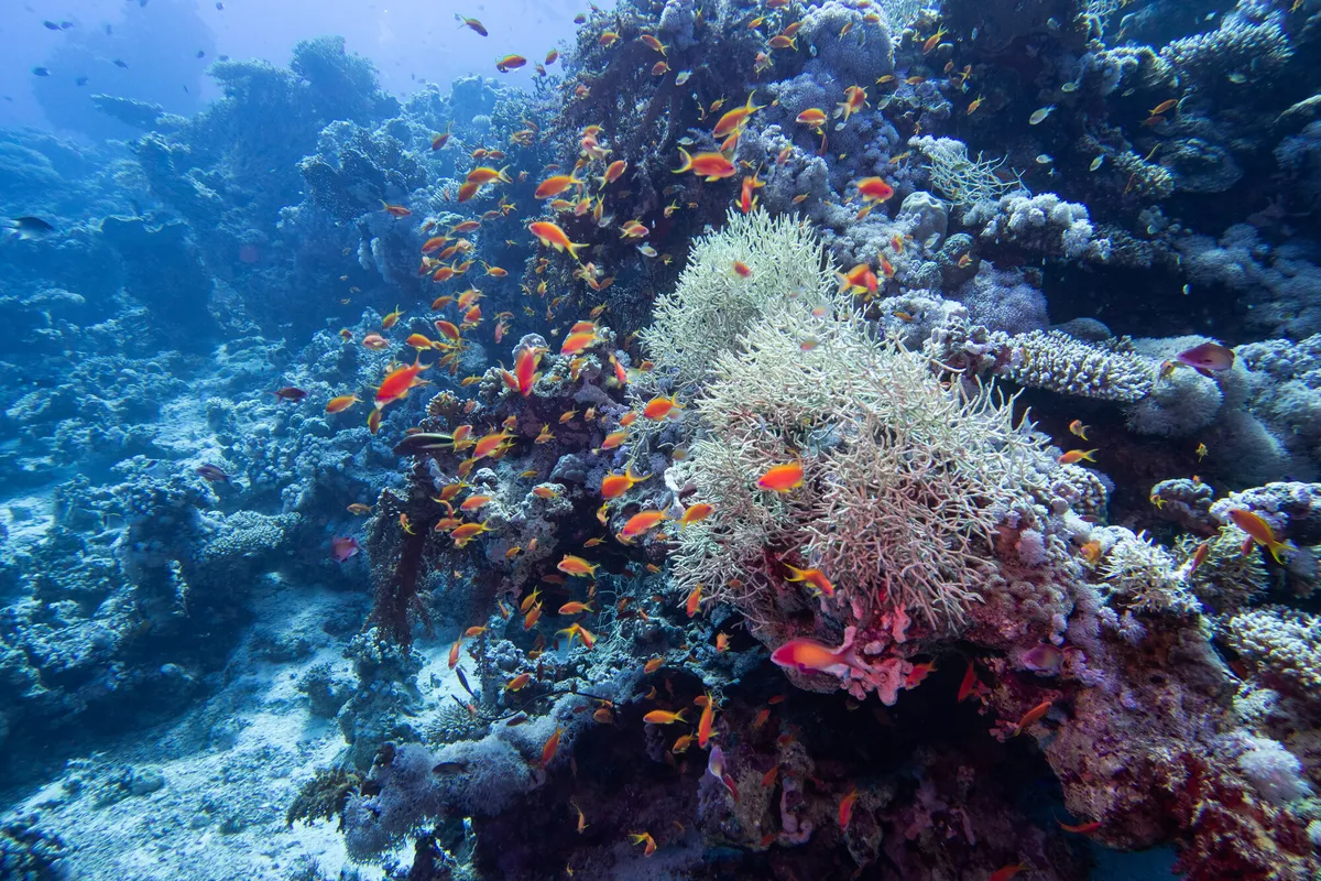 Diver gliding above a vibrant Red Sea coral reef