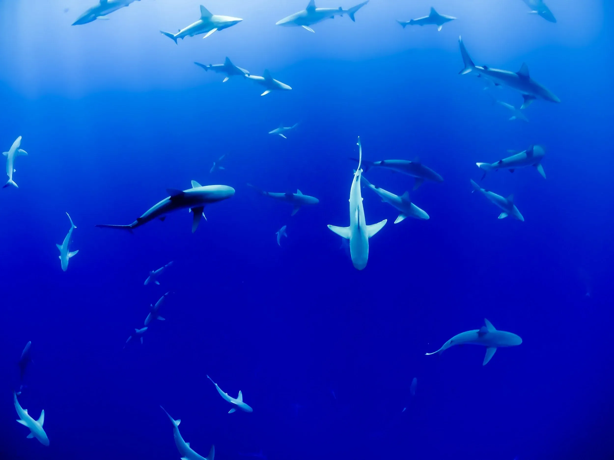 Sharks in Hurghada — Are You Going to See One? (And Should You Worry?)