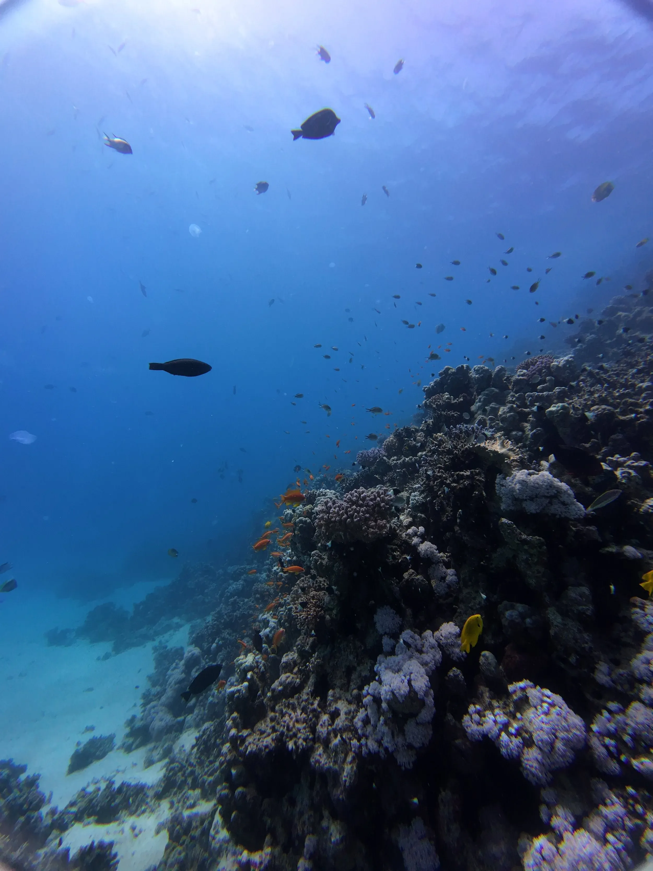 Fort Arabesque House Reef 1