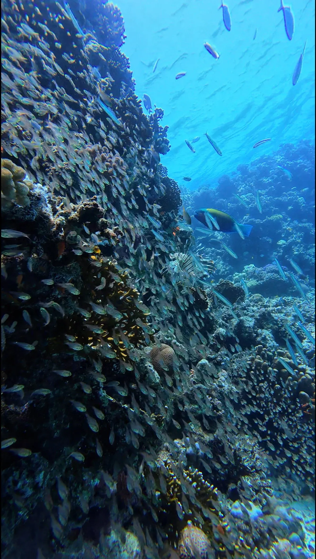 Grand Coral 1