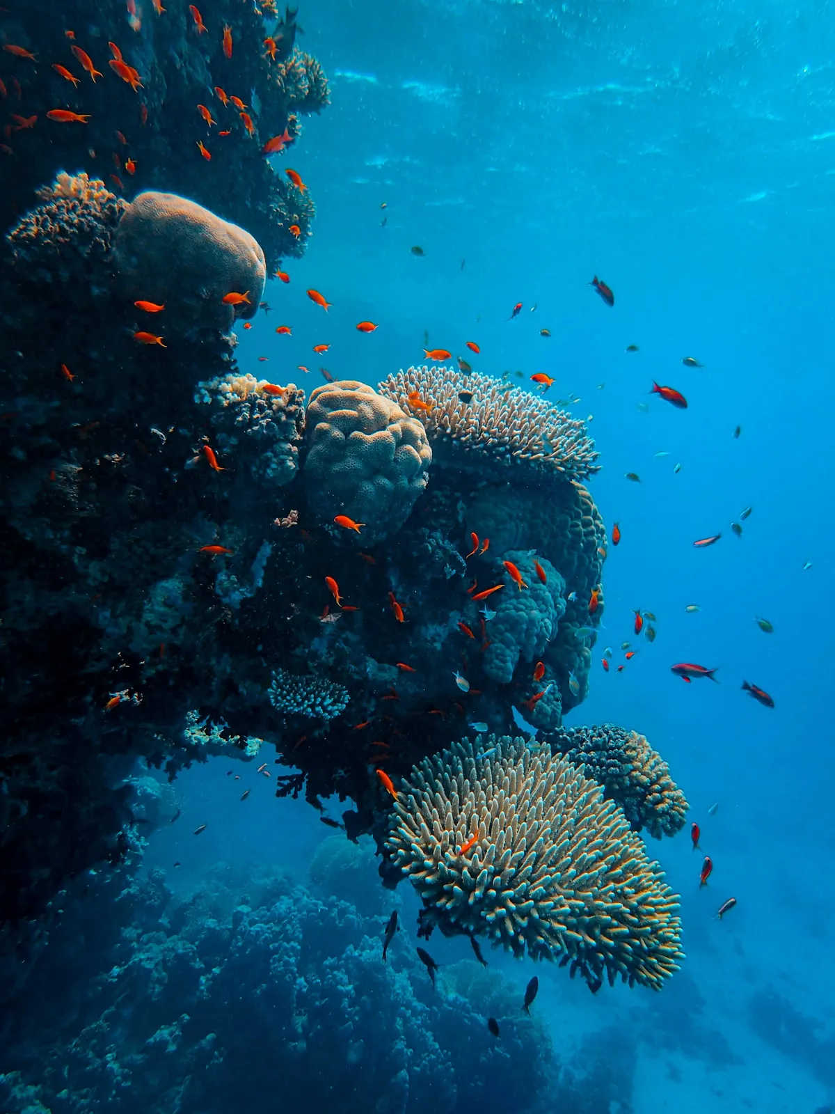 PADI Tec 40 — scuba diving course in Hurghada, Red Sea