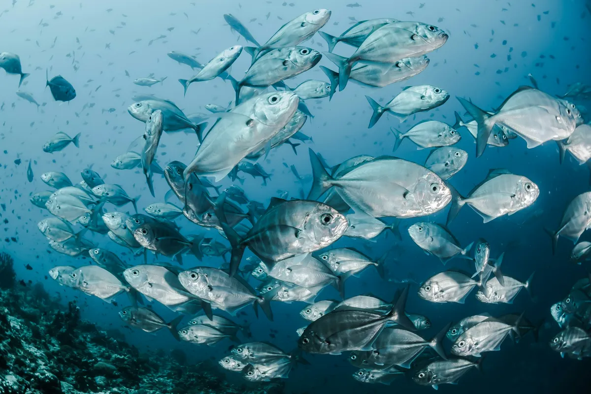 PADI Tec 45 — scuba diving course in Hurghada, Red Sea