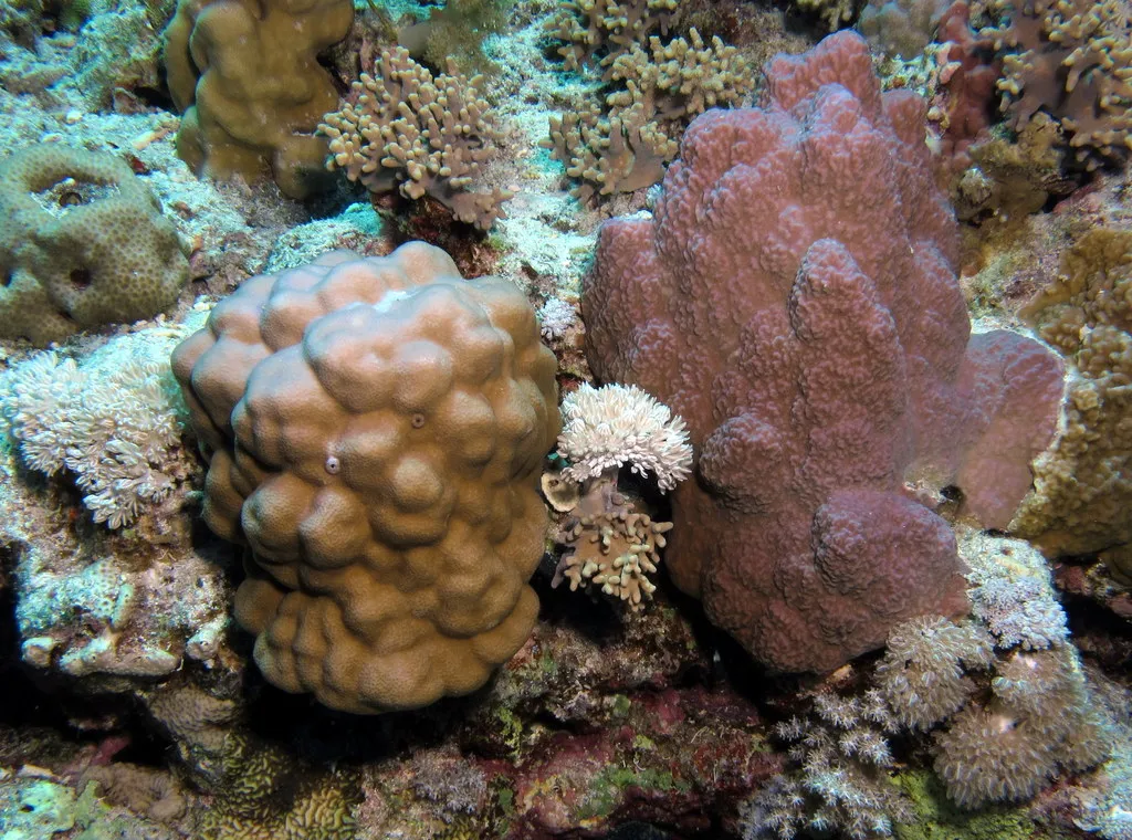 Hard coral formations on the sheltered reef of Abu Galawa, Red Sea