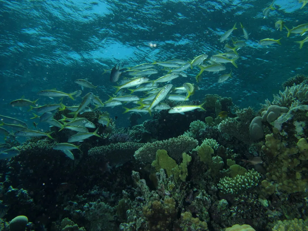School of reef fish above shallow corals at Abu Nugar, Red Sea