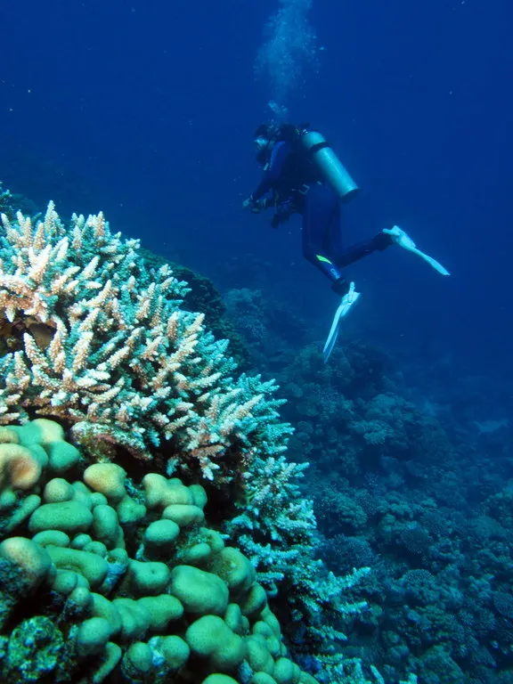 Scuba diver beside corals on Banana Reef between the Giftun islands, Red Sea