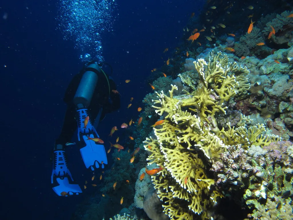 Scuba diver beside fire coral and orange anthias on the deep blue wall of Careless Reef, Red Sea