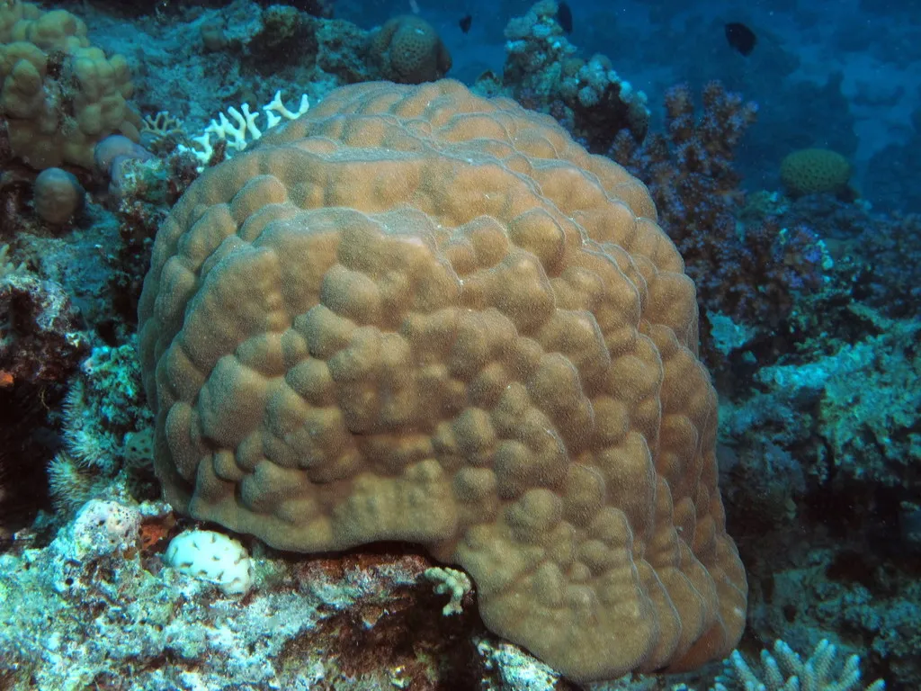 Coral mound rising from the reef slope at El Fanadir, Red Sea