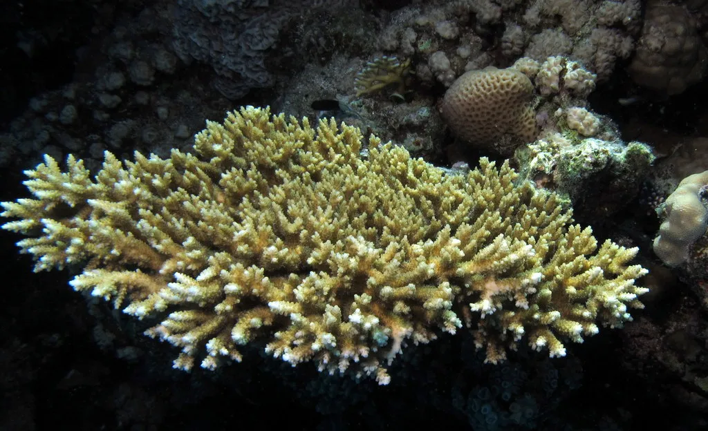 Healthy hard corals on the shallow reef of El Fanous, Red Sea