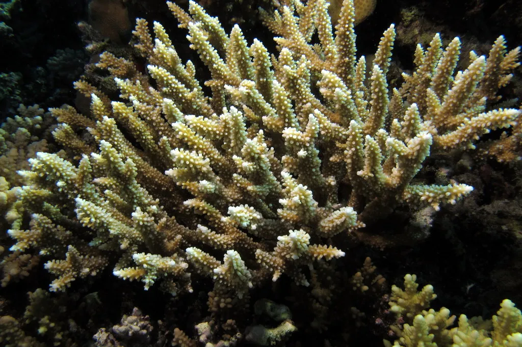Vivid corals on the current-swept pinnacle of Erg Somaya, Red Sea