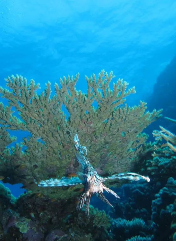Lionfish approaching over the coral wall of Hamda, North Giftun, Red Sea
