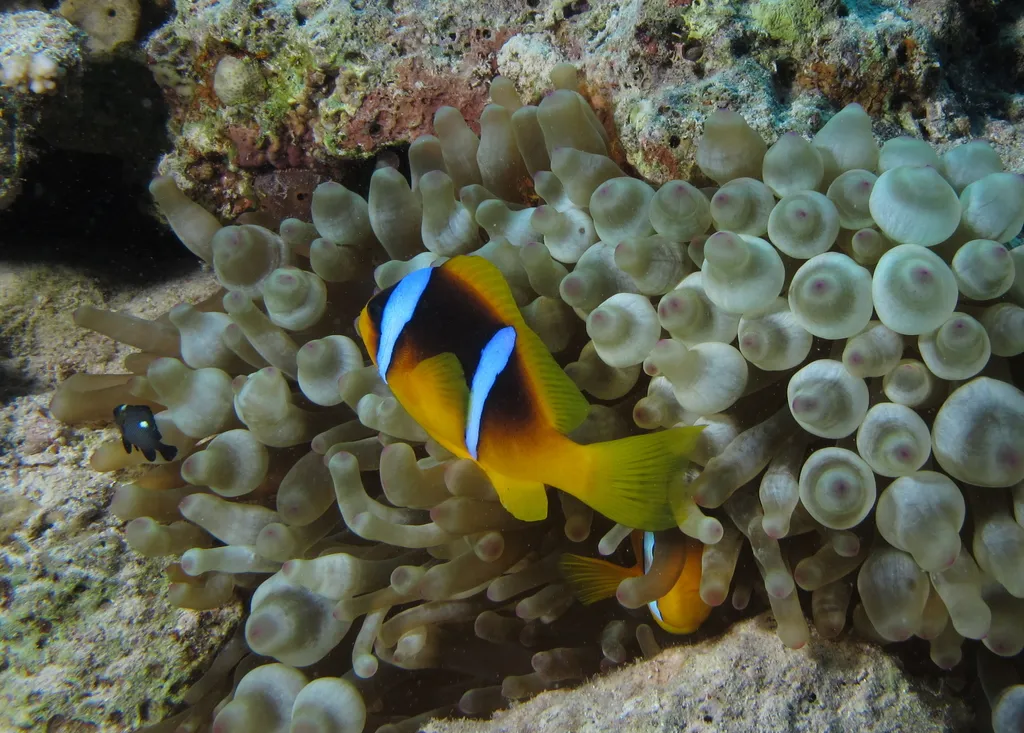 Rotmeer-Anemonenfisch in seiner Anemone an den Magawish-Riffen, Hurghada