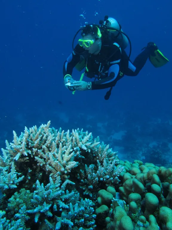 Scuba diver gliding over coral heads at Shaab El Erg dolphin reef, Red Sea