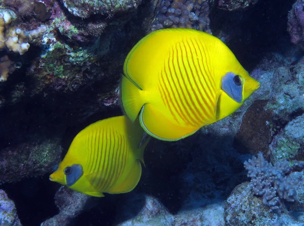 Pair of masked butterflyfish over the coral labyrinth of Shaab Sabina, Red Sea