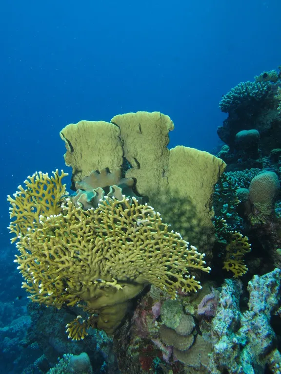 Colourful coral garden on the pinnacles of Shabruhr Umm Gamar, Red Sea