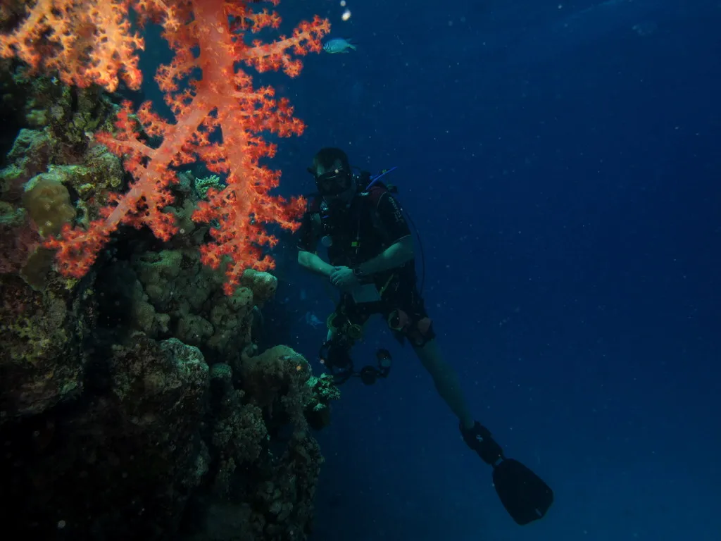 Scuba diver beside red soft coral on the east wall of Small Giftun, Red Sea
