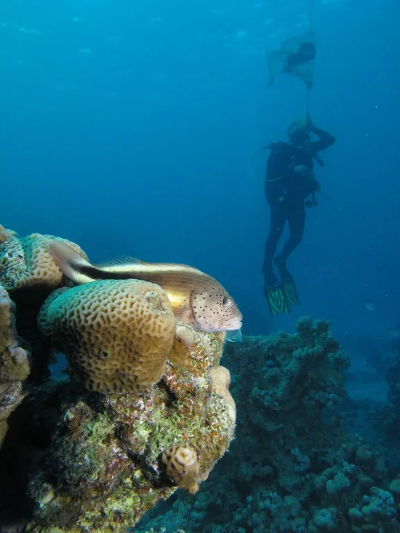 Coral pillars with a freckled hawkfish at Torfa El Shahed lagoon, Red Sea