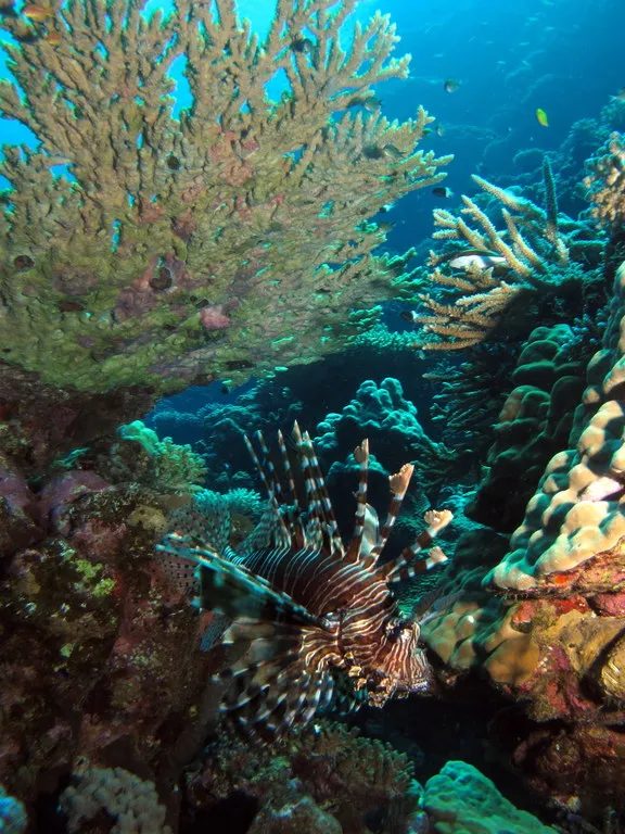 Lionfish in a shallow reef scene at Turtle Bay, Red Sea