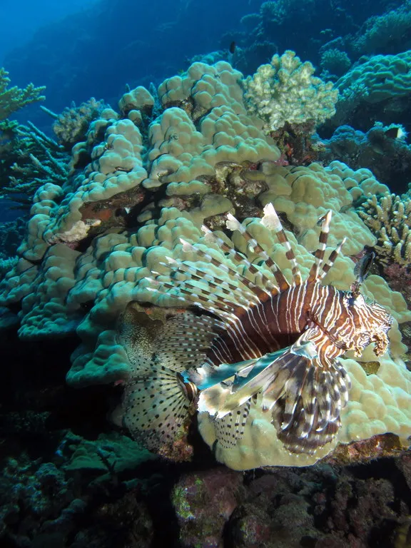 Common lionfish resting on a hard coral mound at Umm Gamar, Red Sea